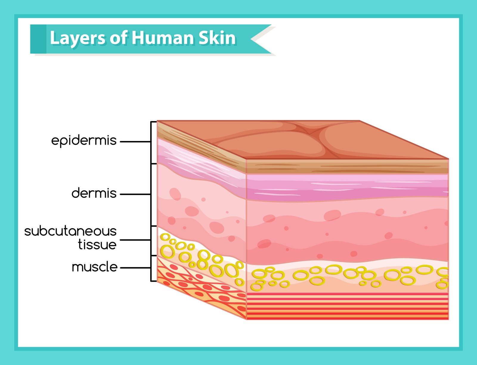 3 Layers of Human Skin